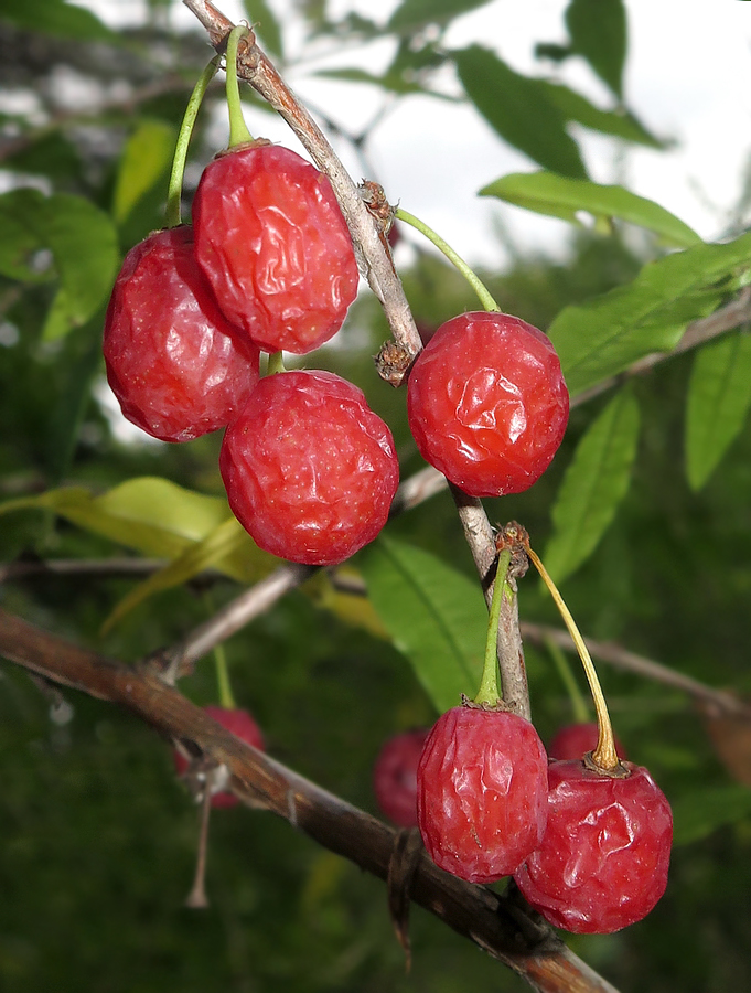 Изображение особи Prinsepia sinensis.