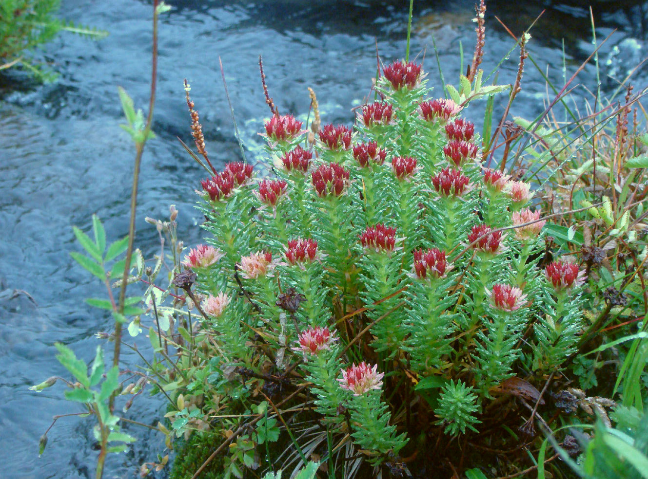 Image of Rhodiola algida specimen.