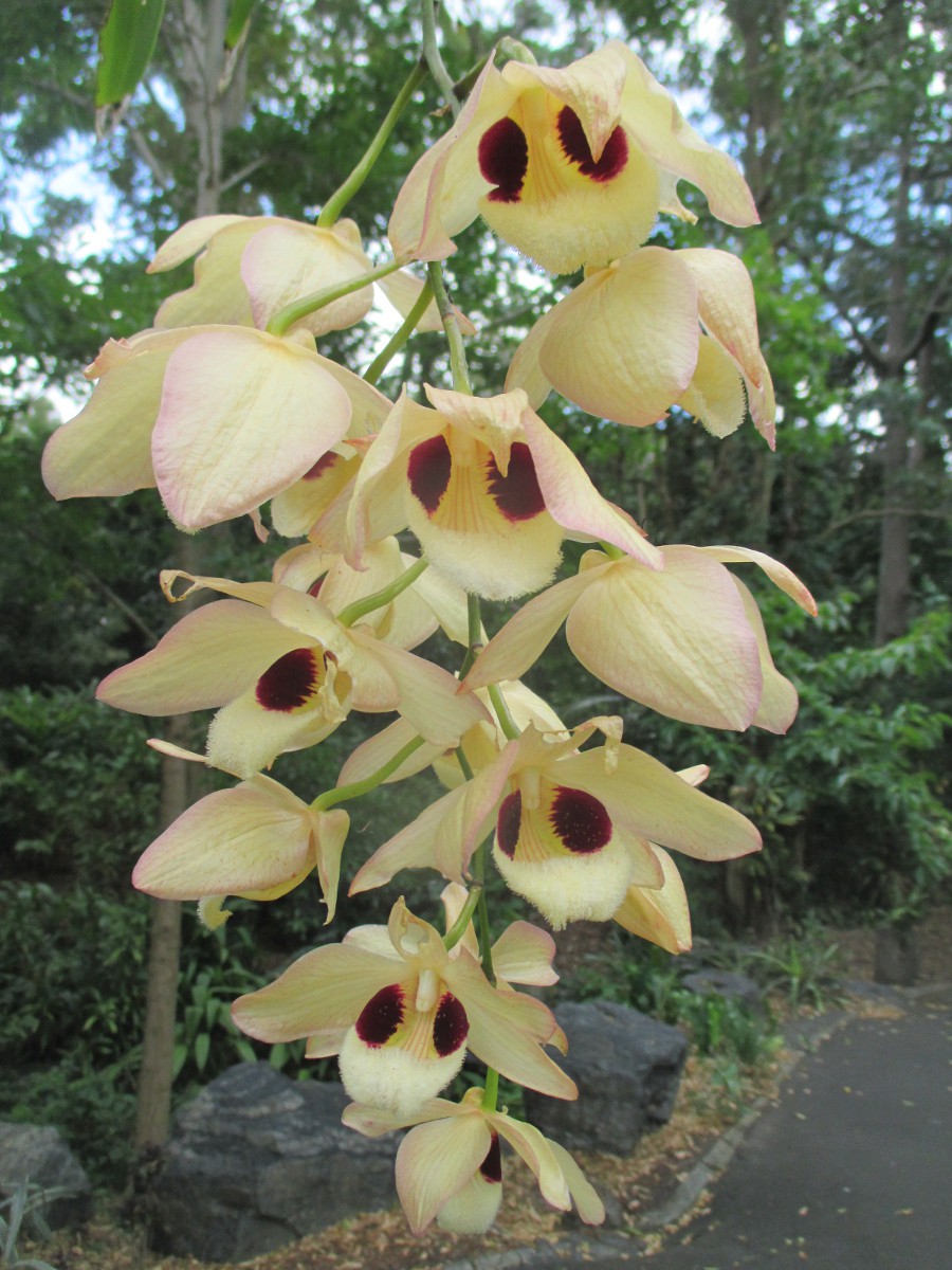 Изображение особи Dendrobium pulchellum.