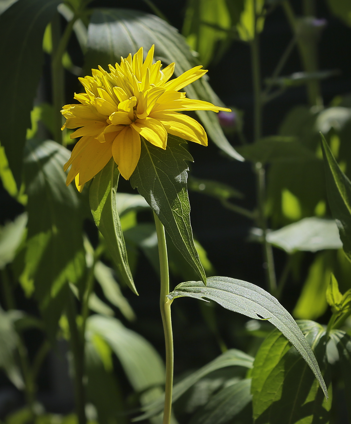 Image of Rudbeckia laciniata var. hortensia specimen.