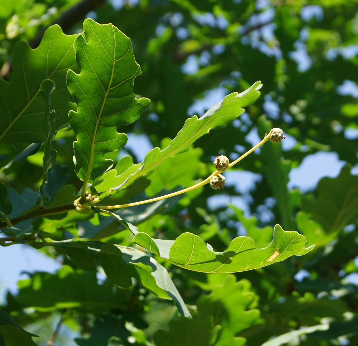 Image of Quercus robur specimen.