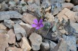 Geranium sophiae