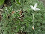 Potentilla nivea