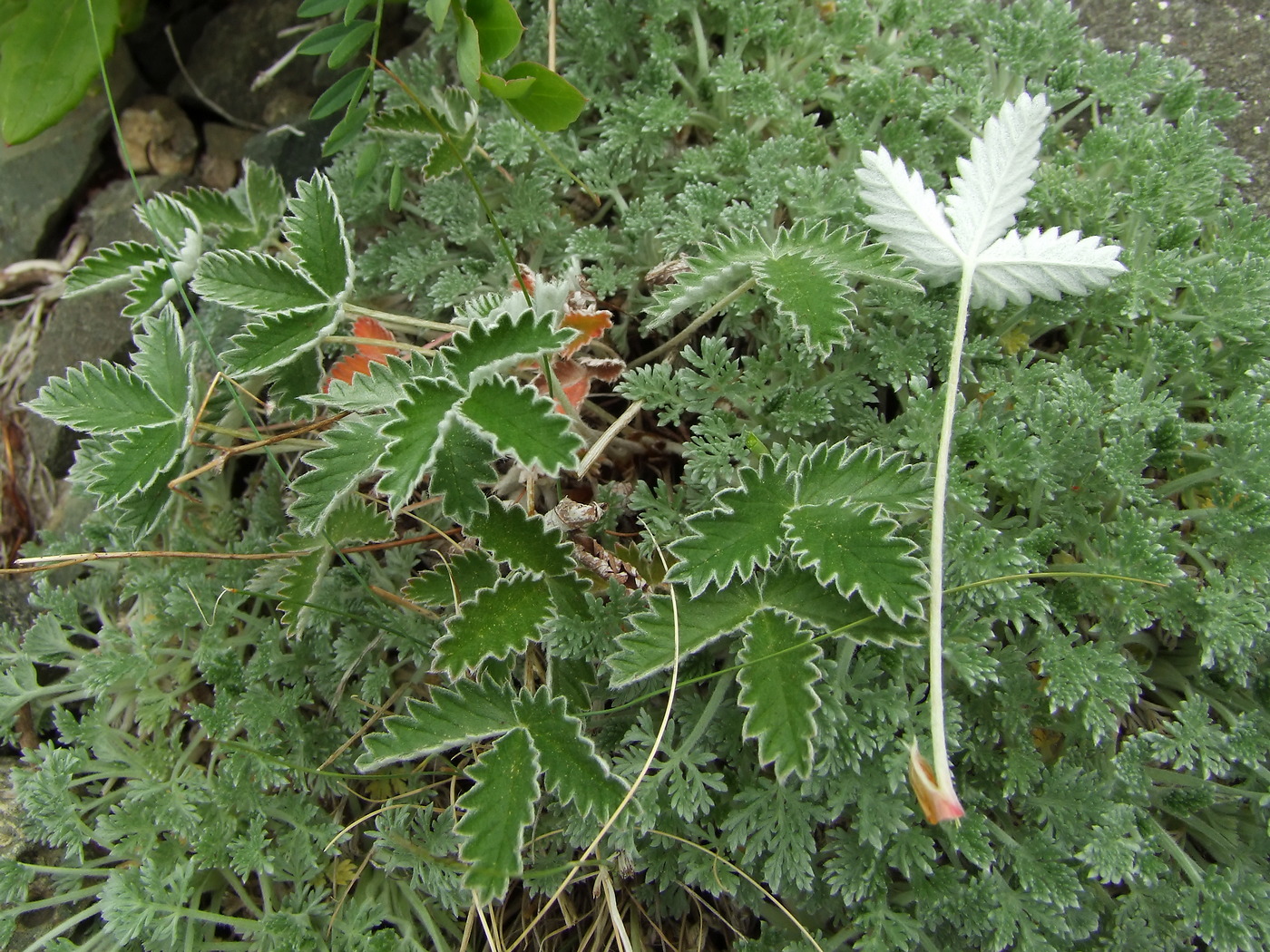 Изображение особи Potentilla nivea.