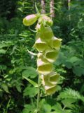 Digitalis grandiflora. Соцветие. Средний Урал, Пермский край, Кунгурский р-н, окр. с. Филипповка, правый берег р. Сылва, подножие камня Ермак, пологий склон, лесная поляна с высокой травой. 16.07.2017.