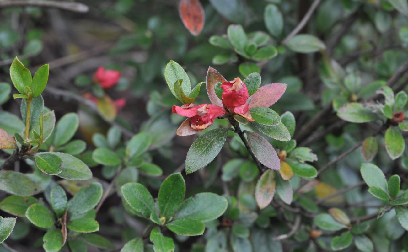 Изображение особи род Rhododendron.