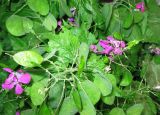 Lunaria annua