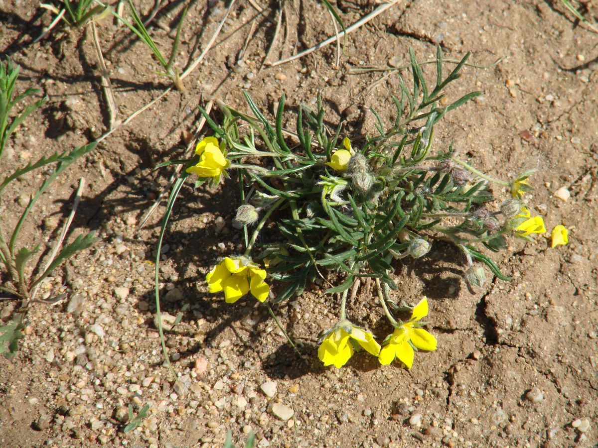 Изображение особи род Potentilla.