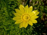 Adonis vernalis. Цветок с сидящим насекомым. Башкортостан, долина р. Юрюзань ниже г. Усть-Катав, склон Жеребчикова гребня, разреженный смешанный лес. 11 июня 2017 г.