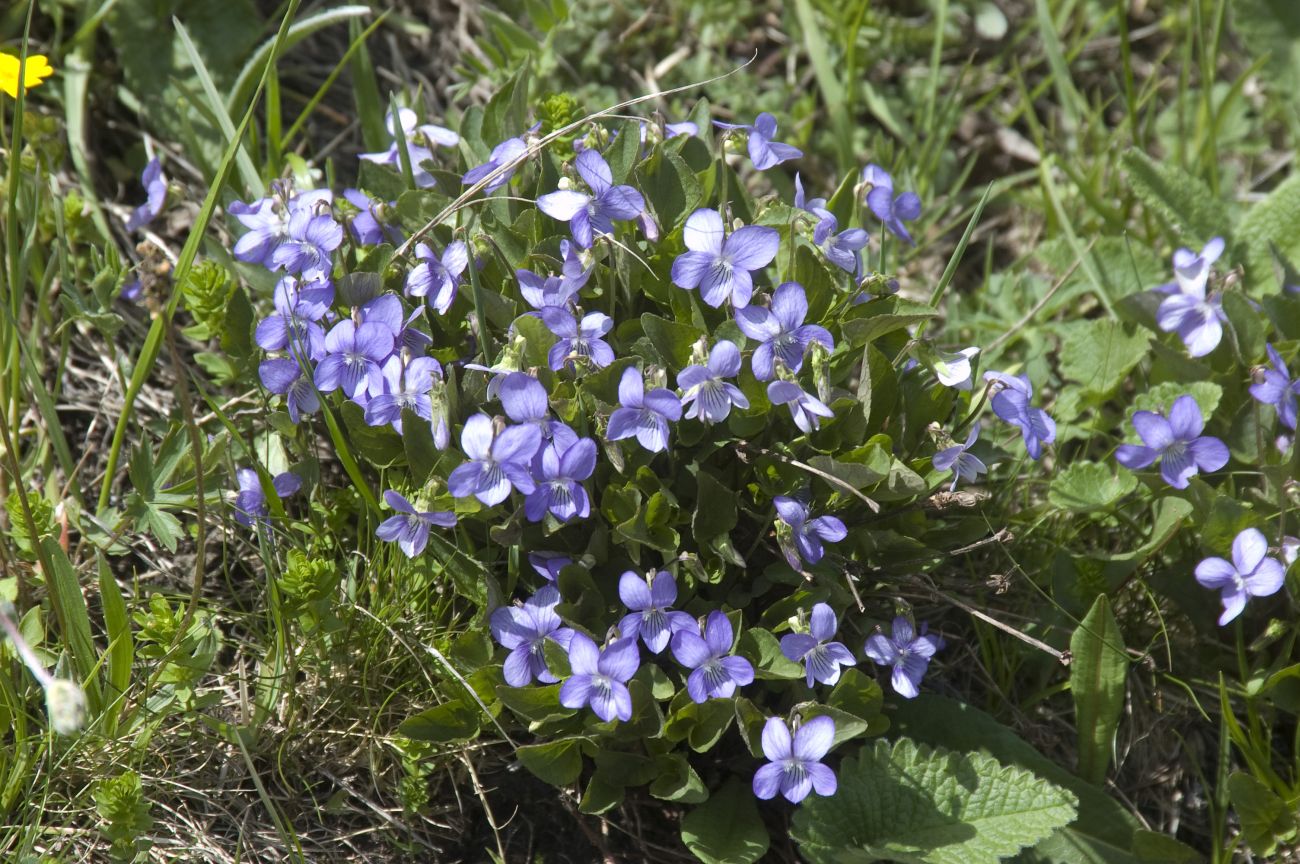 Изображение особи Viola canina.