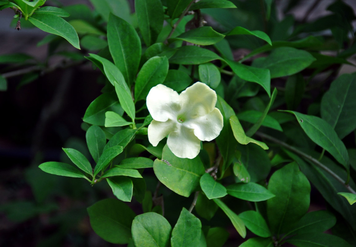 Image of Brunfelsia americana specimen.