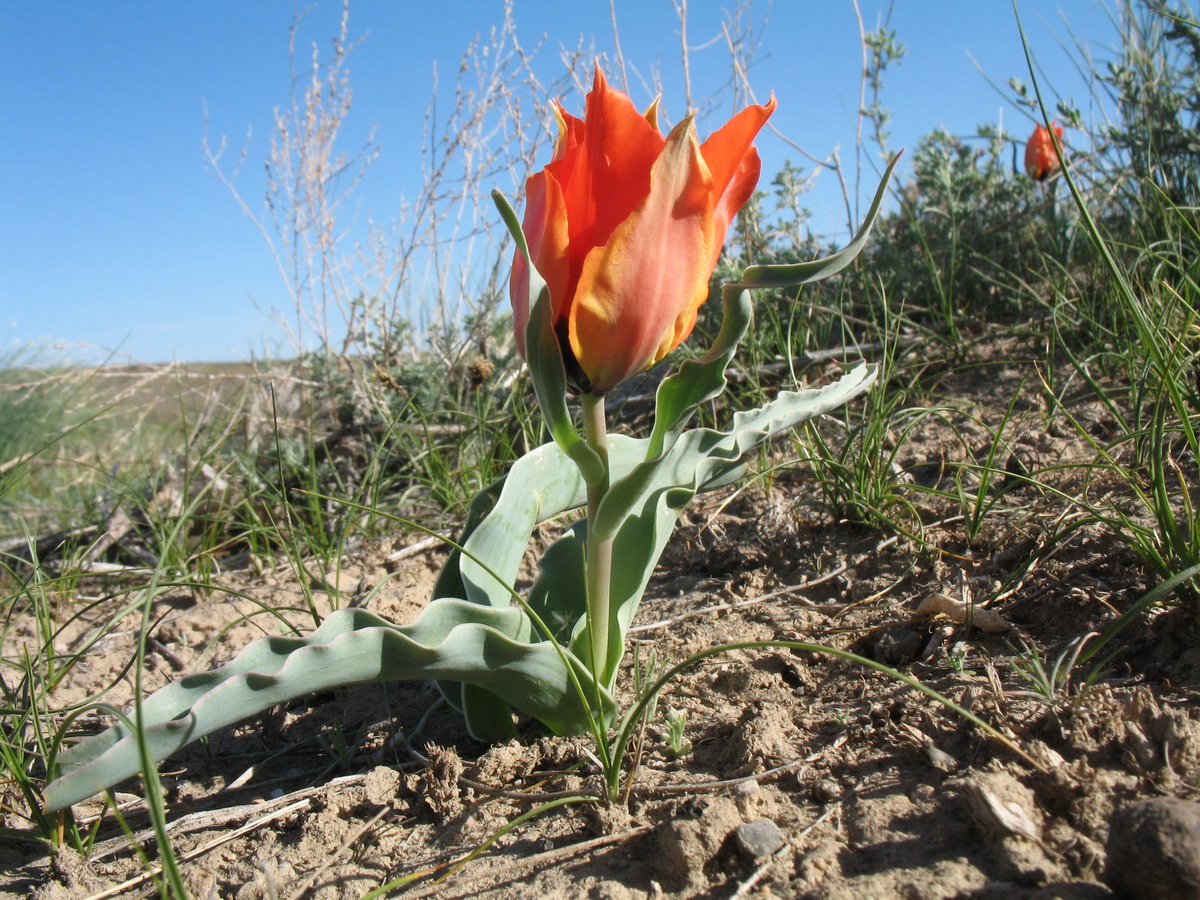 Image of Tulipa borszczowii specimen.