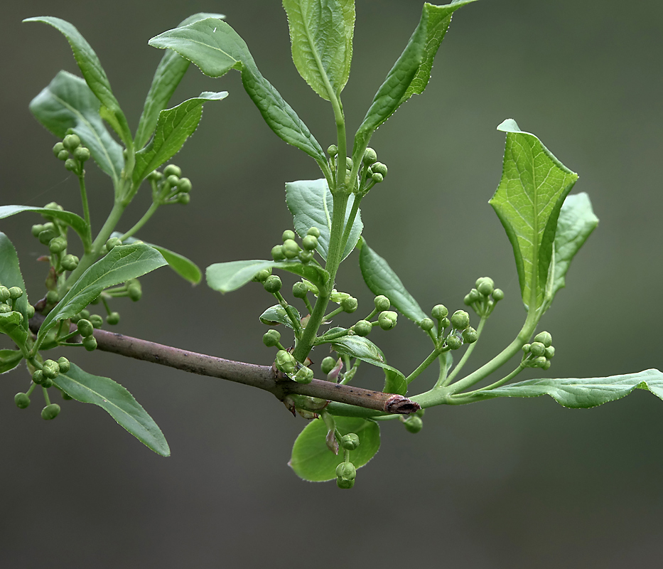 Изображение особи Euonymus europaeus.