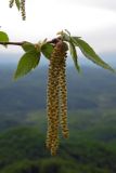 Ostrya carpinifolia