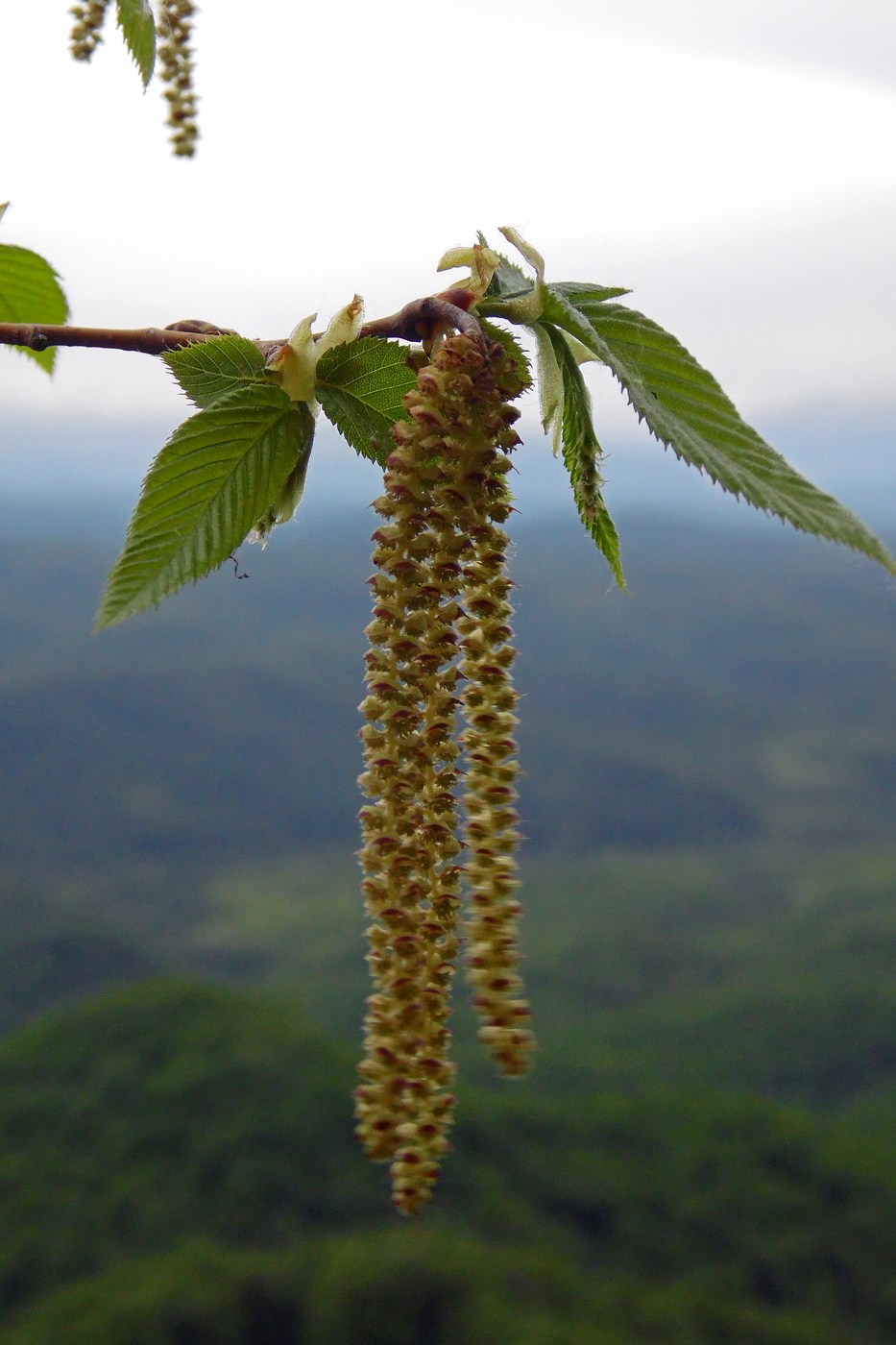 Изображение особи Ostrya carpinifolia.