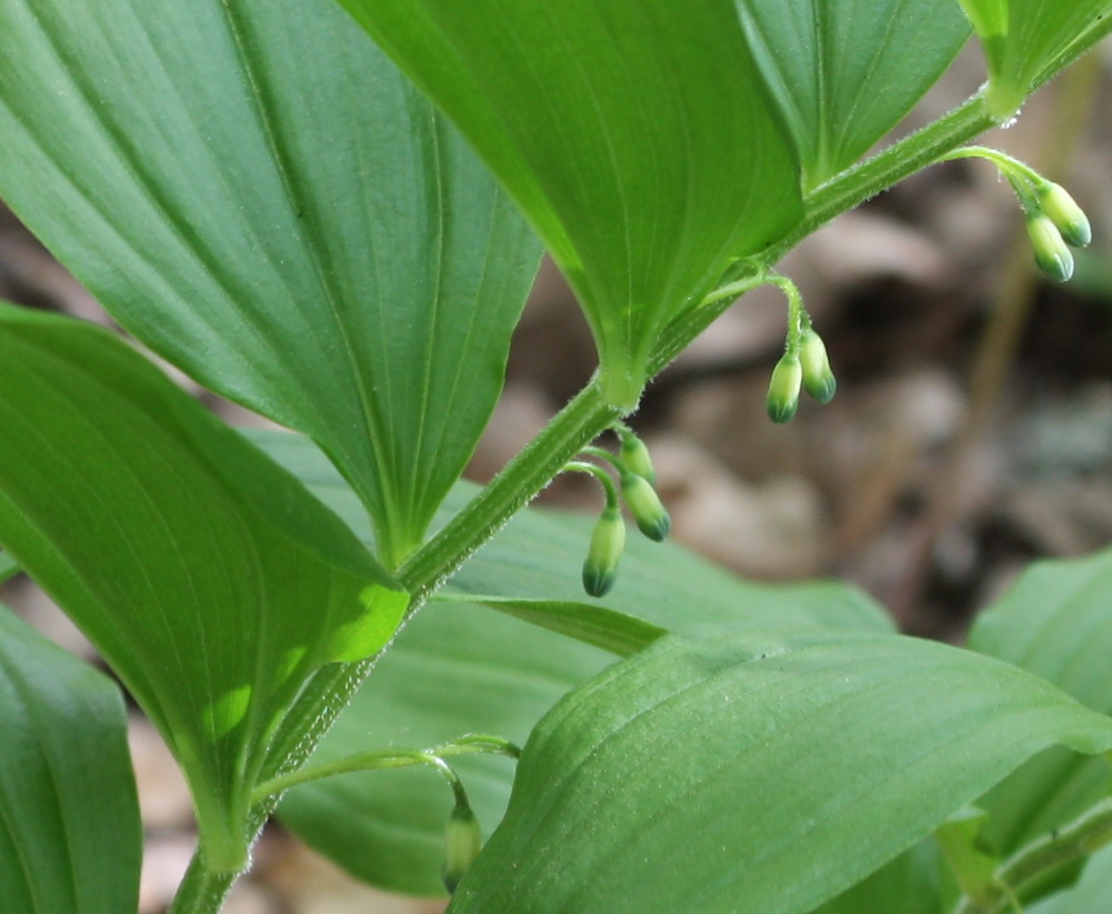 Image of Polygonatum hirtum specimen.