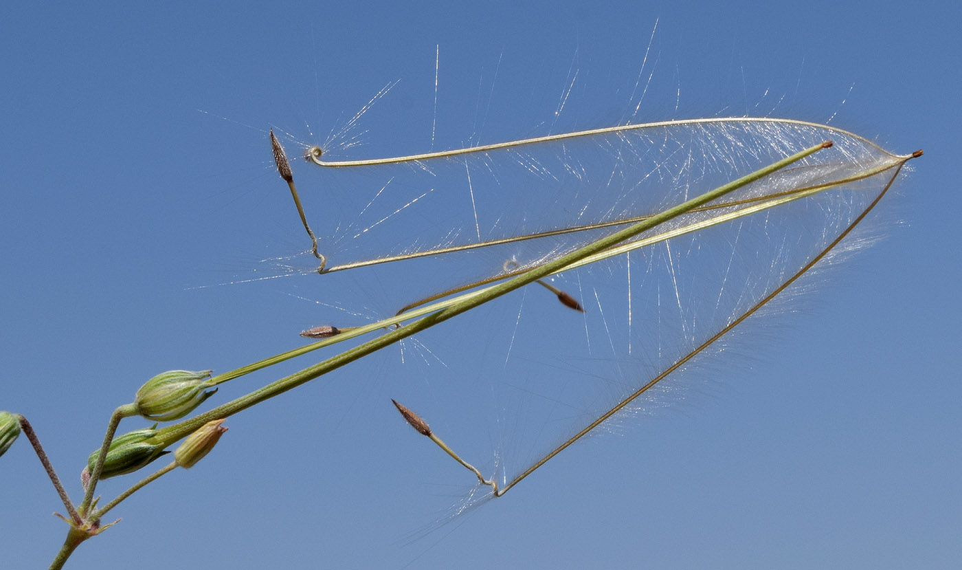 Image of Erodium oxyrhynchum specimen.