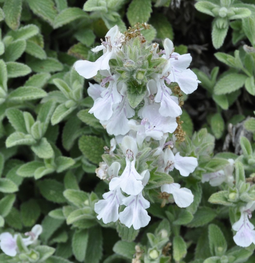 Изображение особи Stachys swainsonii.