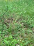 Achnatherum virescens. Верхушка побега с соцветием. Дагестан, г. о. Махачкала, гора Тарки-Тау, опушка леса. 12.05.2018.