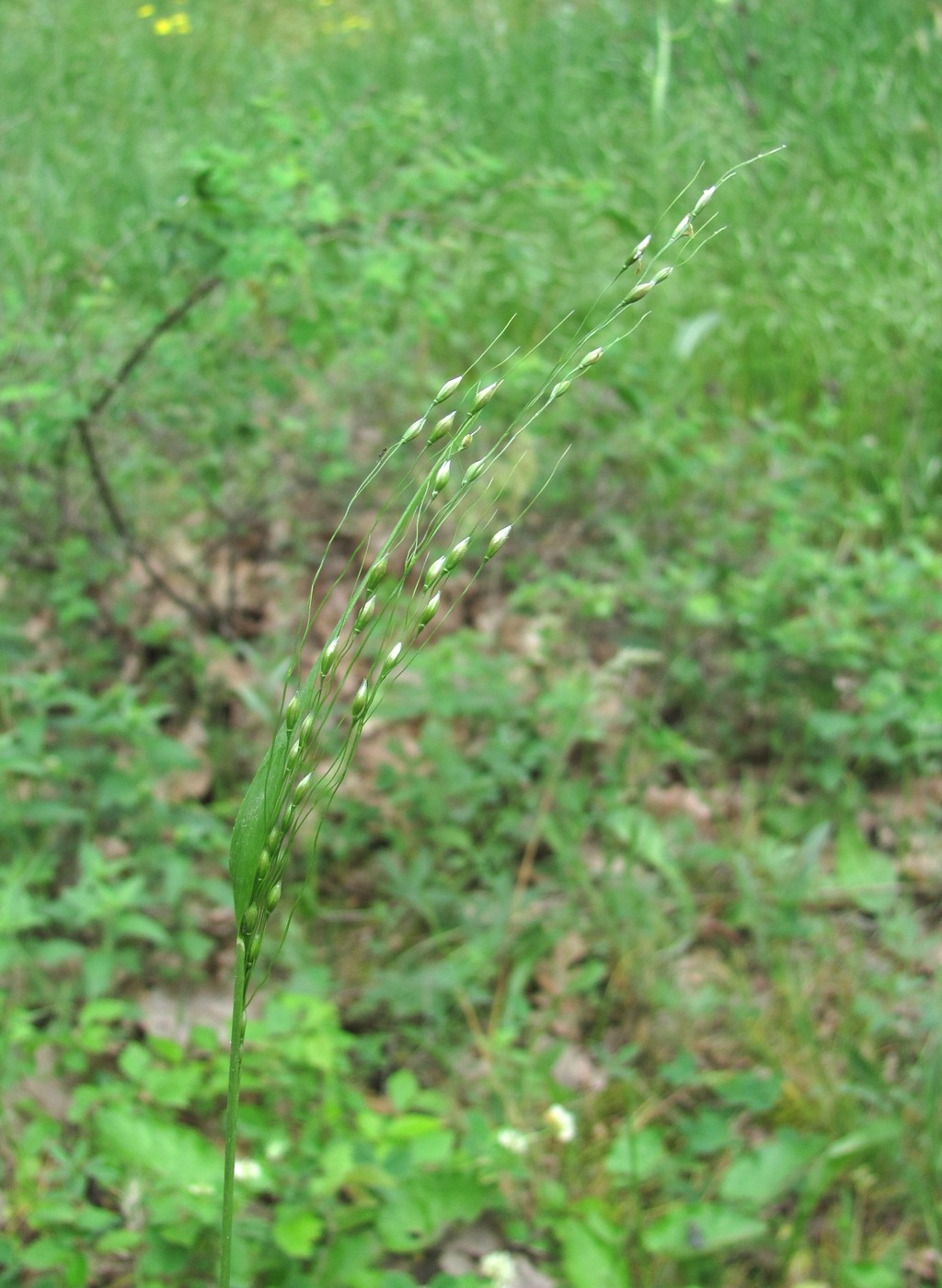 Изображение особи Achnatherum virescens.