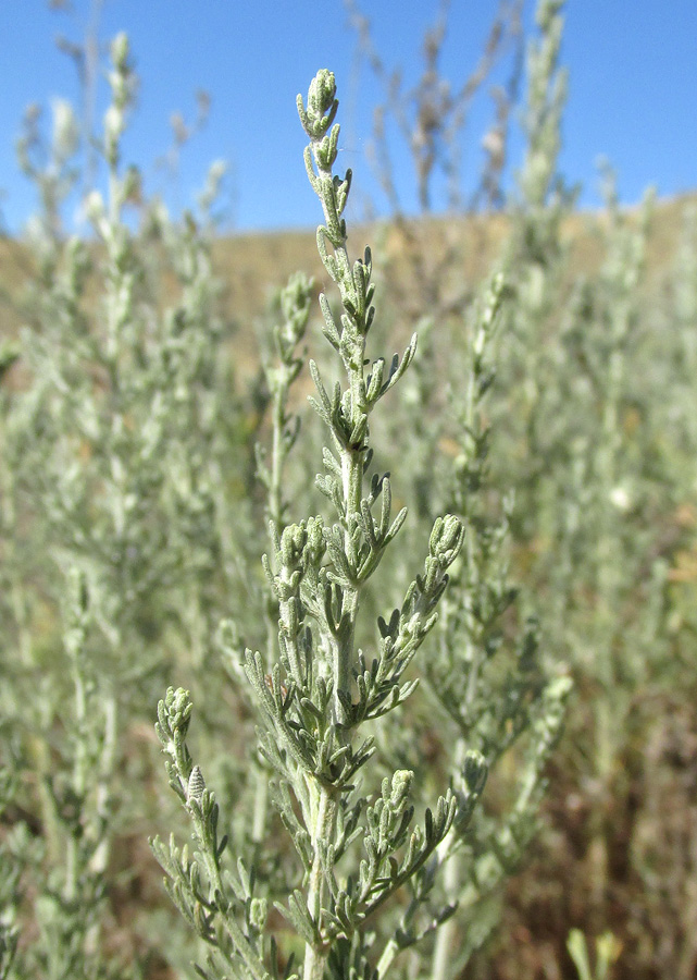 Изображение особи Artemisia taurica.