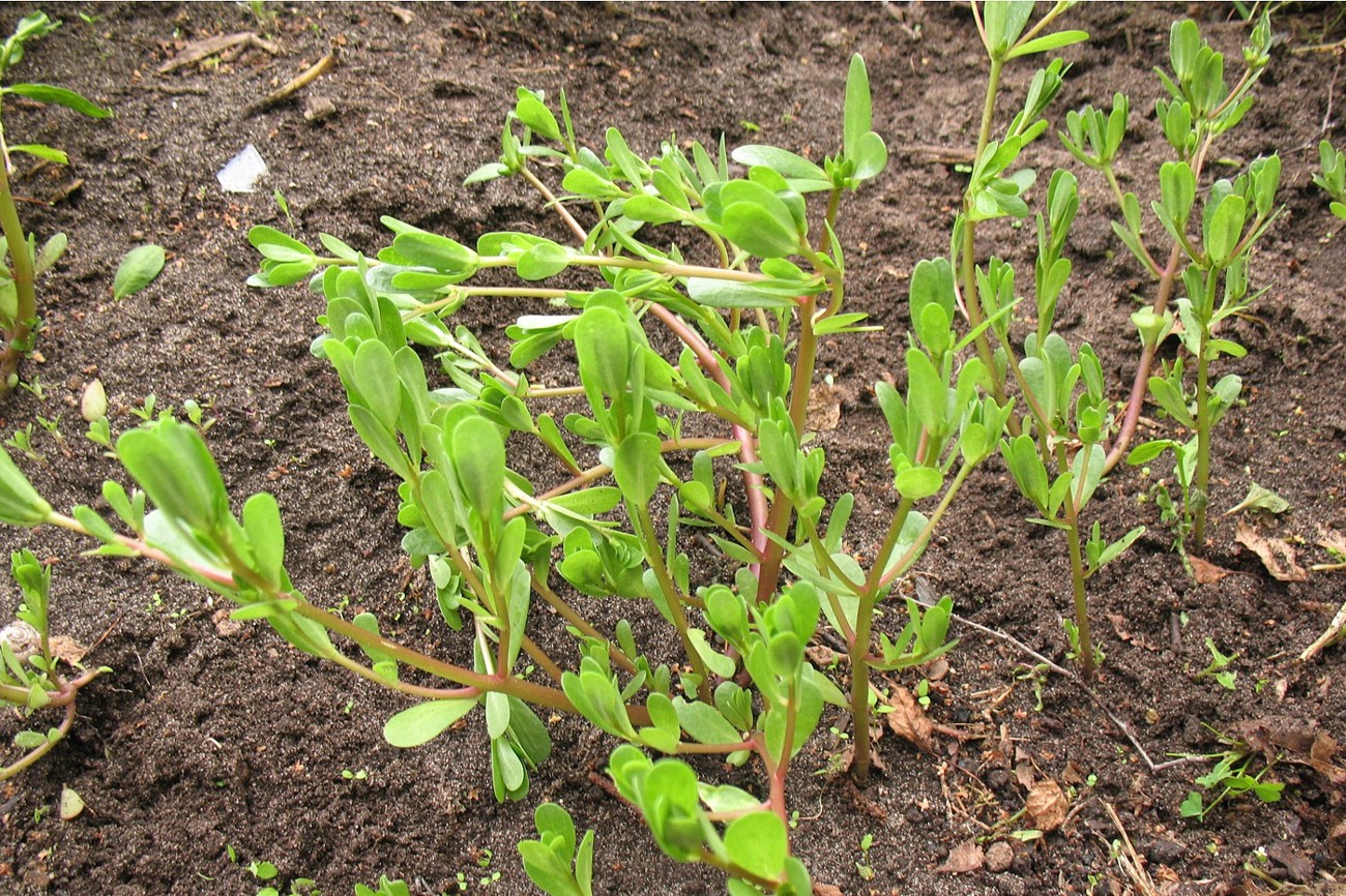 Image of Portulaca oleracea specimen.