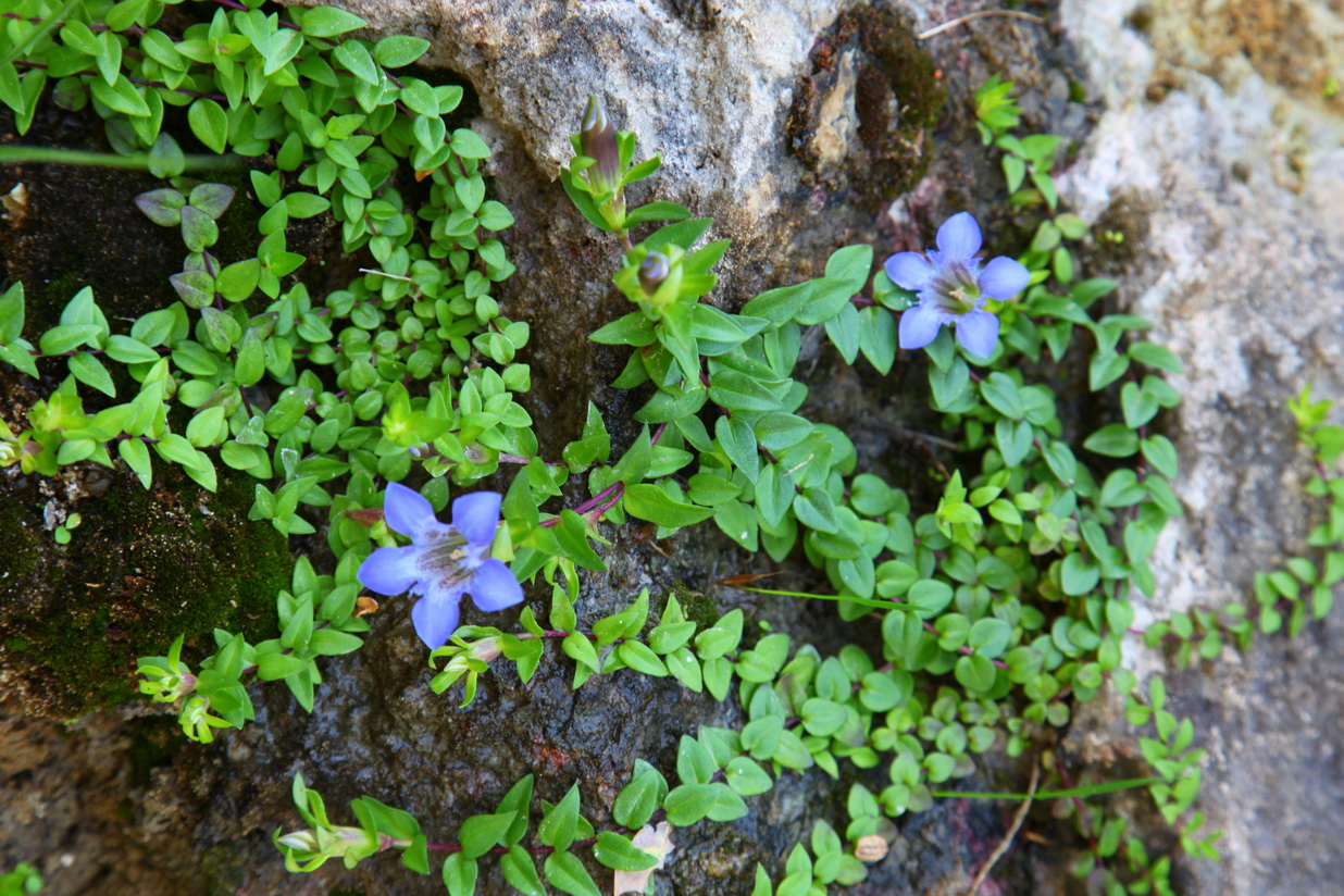 Изображение особи Gentiana lagodechiana.