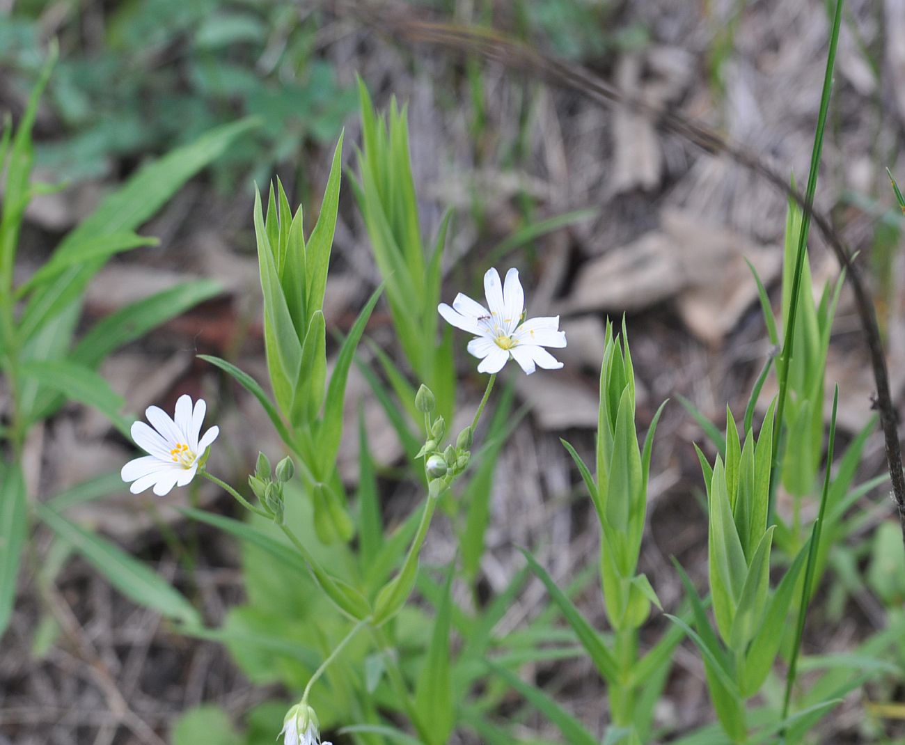 Image of Stellaria holostea specimen.