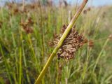 Juncus effusus