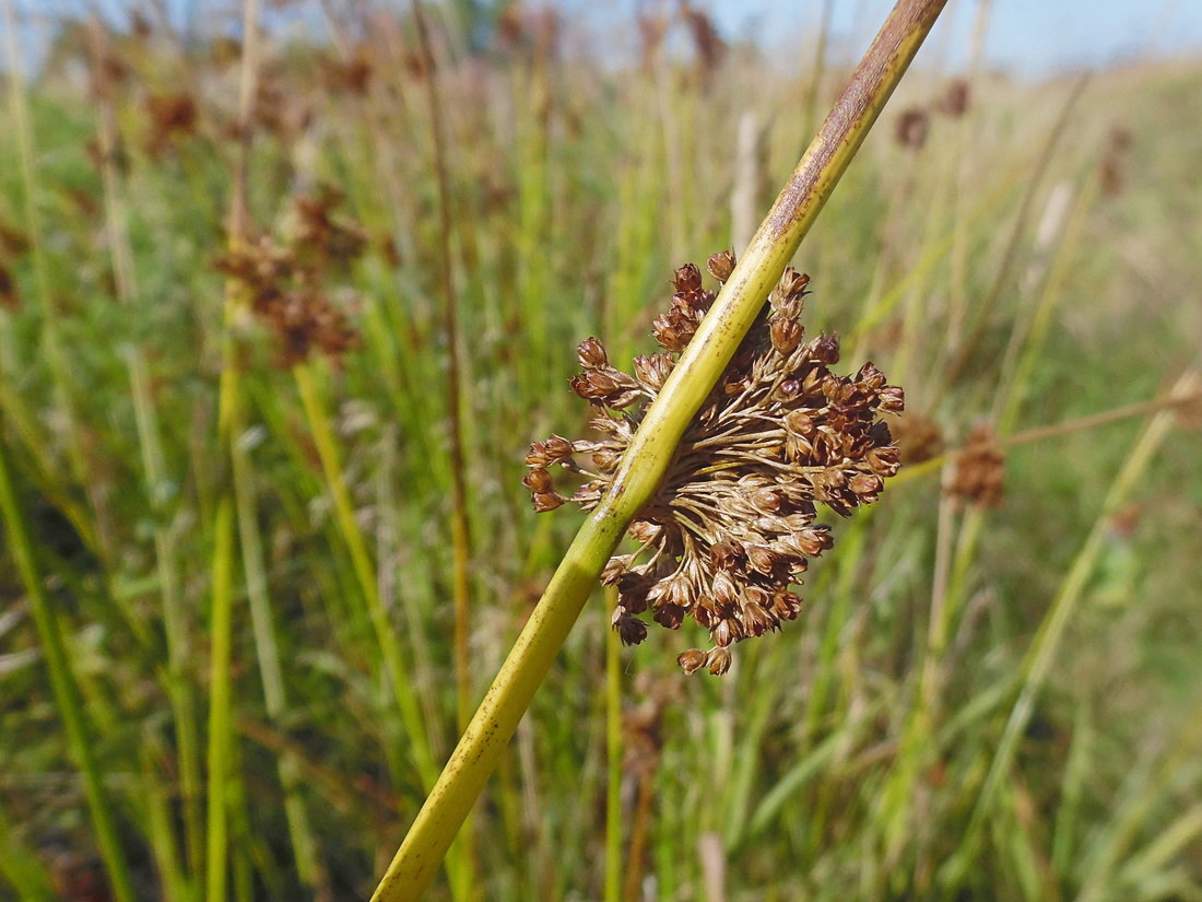 Изображение особи Juncus effusus.