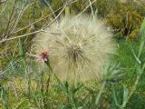 Tragopogon australis