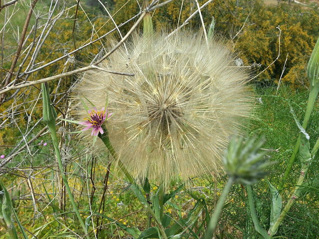 Image of Tragopogon australis specimen.