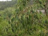 Celtis australis. Ветви с плодами. Крым, предгорья, окр. села Красный Мак, южный склон горы Кызык-Кулак-Кая. 30.09.2018.