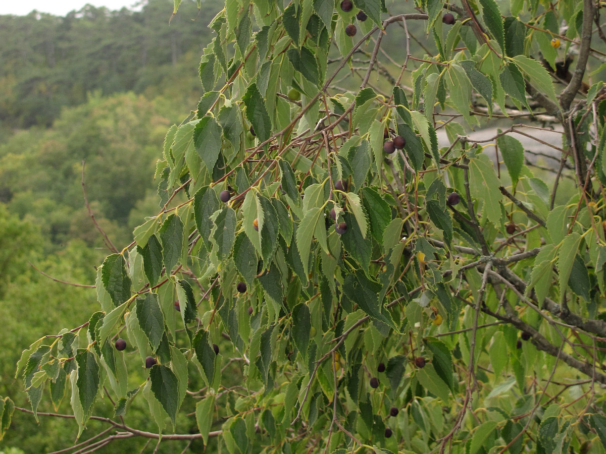 Изображение особи Celtis australis.