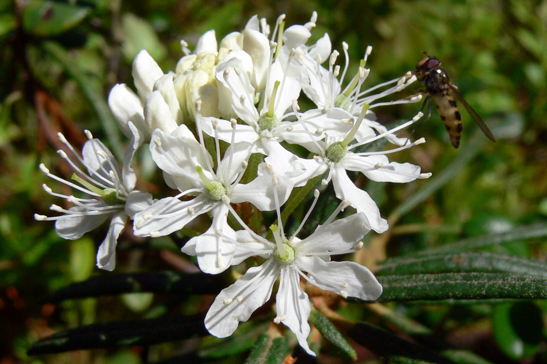 Image of Ledum palustre specimen.