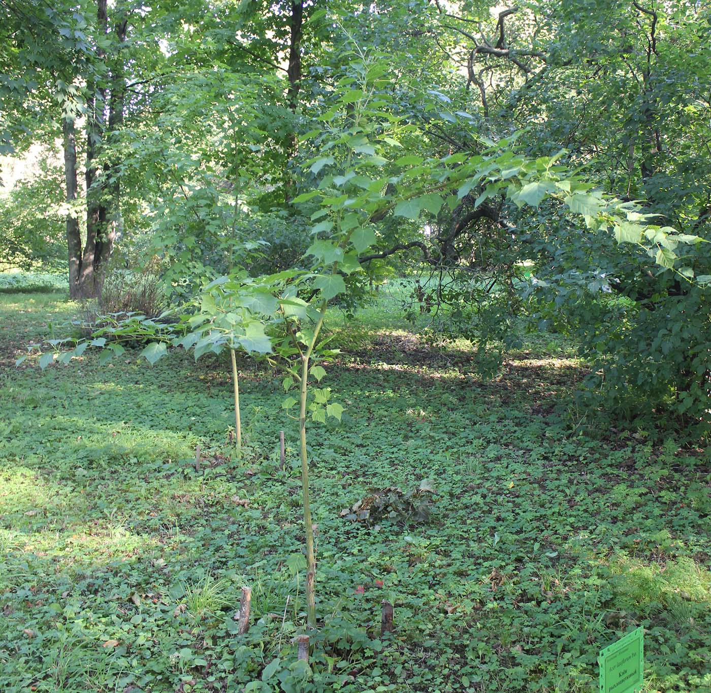 Image of Acer tegmentosum specimen.