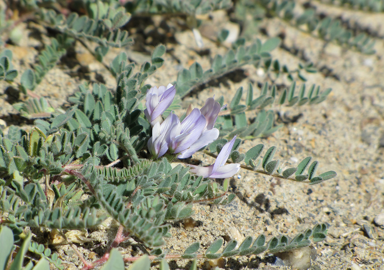 Image of Astragalus chadjanensis specimen.