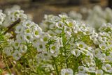 Lobularia maritima