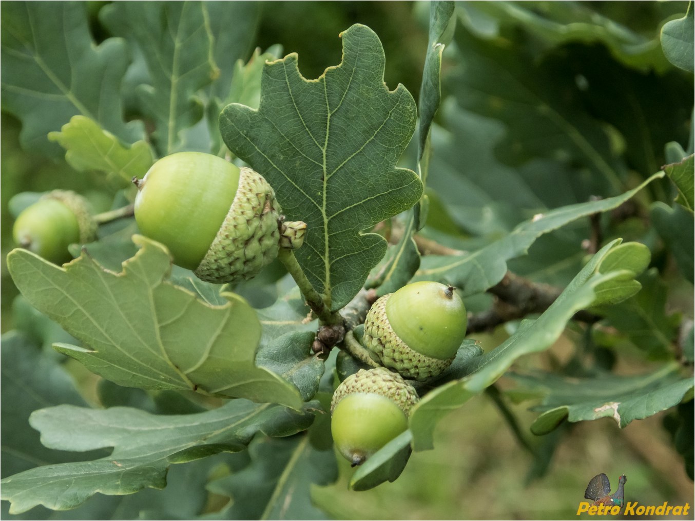 Изображение особи Quercus robur.