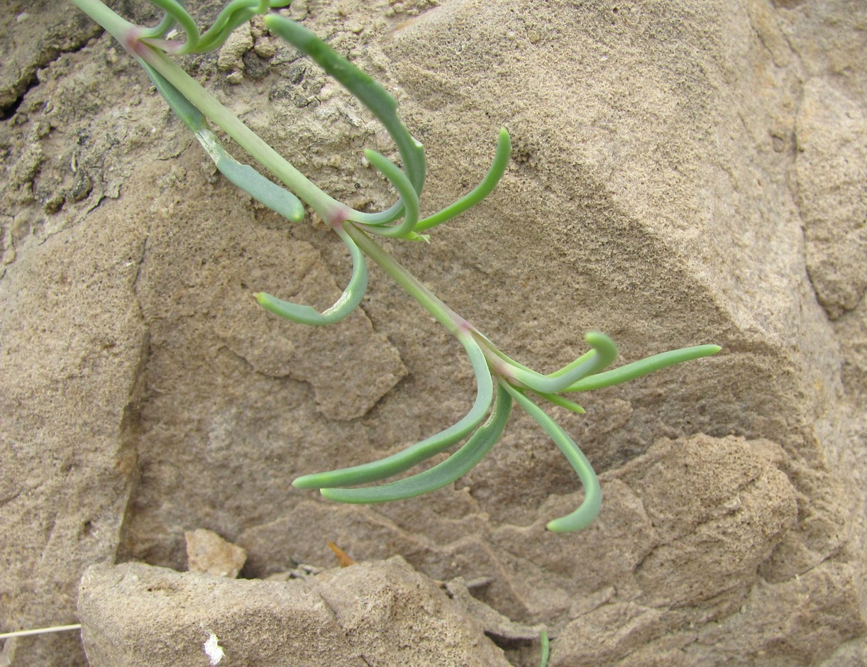 Image of Gypsophila capitata specimen.