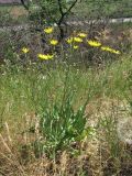 Scorzonera taurica. Цветущее растение. Дагестан, окр. г. Избербаш, степной участок. 13.05.2018.