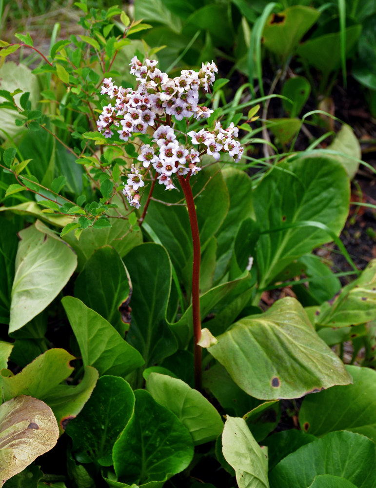 Изображение особи Bergenia crassifolia.