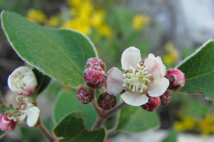 Image of Cotoneaster tauricus specimen.