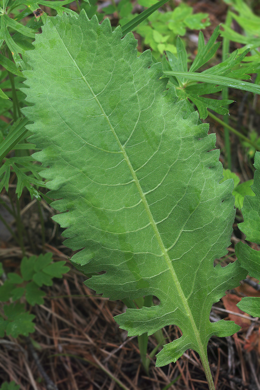 Image of familia Asteraceae specimen.
