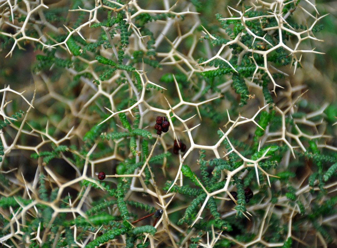 Image of Sarcopoterium spinosum specimen.