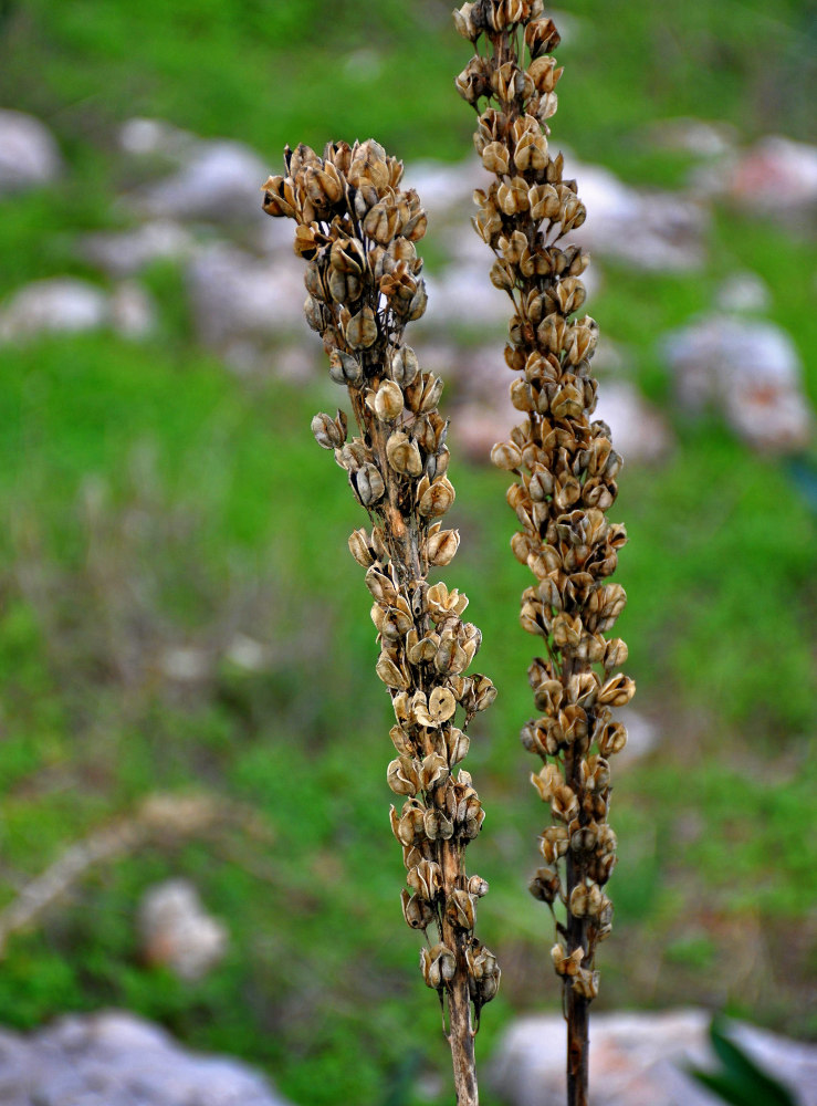 Image of Drimia aphylla specimen.