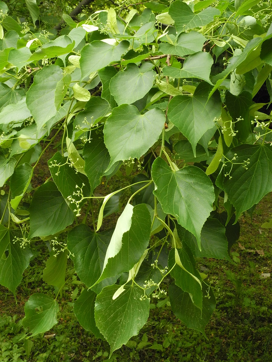 Image of Tilia amurensis specimen.