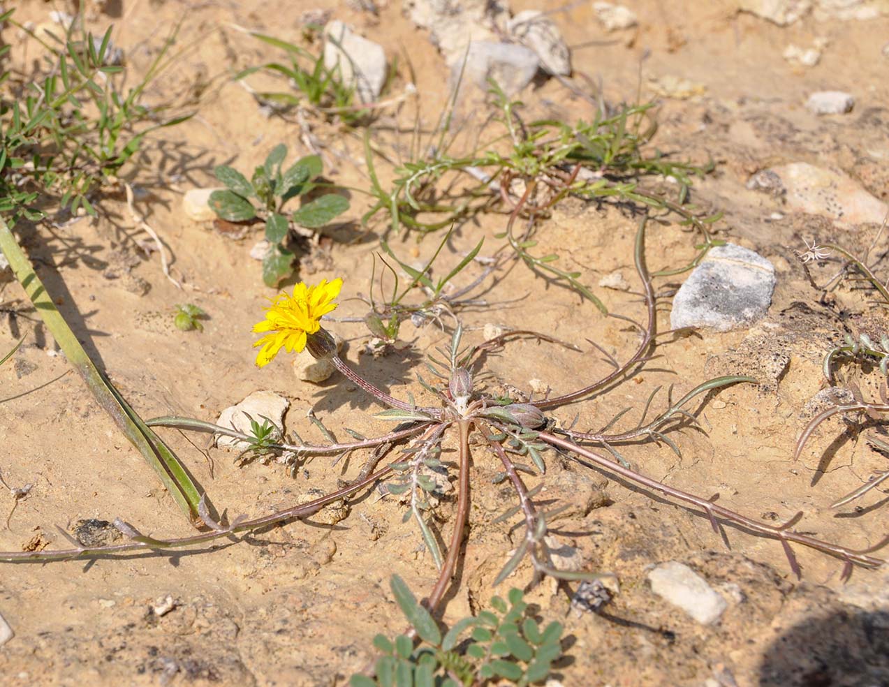 Image of Scorzonera alpigena specimen.