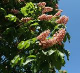 Aesculus × carnea