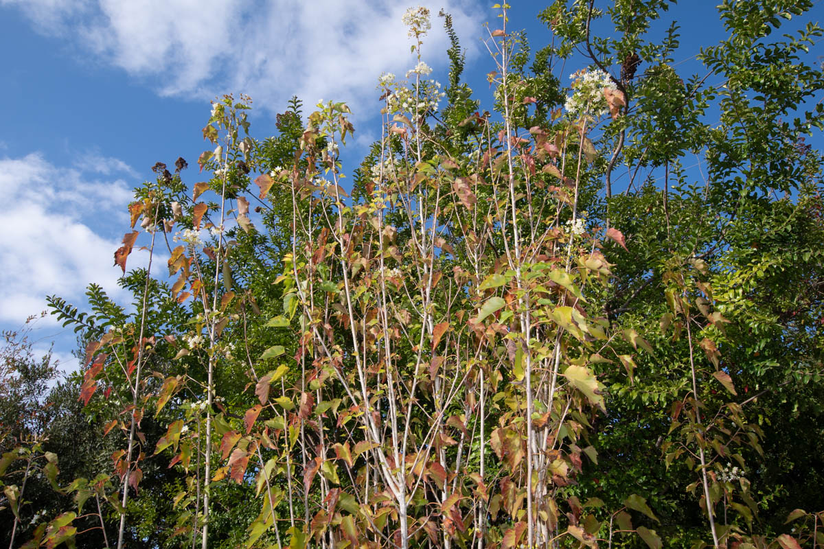 Изображение особи Dombeya kirkii.